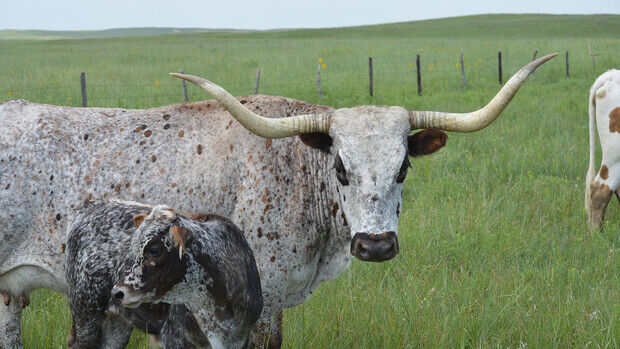CC Longhorn Cow/Calf